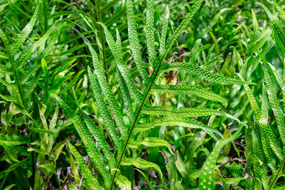 Ferns For Your Florida Landscape Floralawn